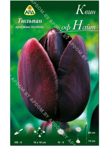 Тюльпан Квин оф Найт (Tulipa Queen of Night)