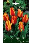 Тюльпан Кейп Код (Tulipa Cape Cod)
