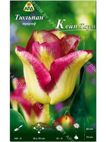 Тюльпан Кейп Таун (Tulipa Cape Town)