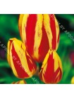 Тюльпан Колор Спектакль (Tulipa Colour Spectacle)