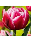 Тюльпан Колумбус (Tulipa Columbus)