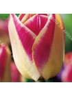 Тюльпан Кэнди Корнер (Tulipa Candy Corner)