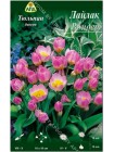 Тюльпан Лайлак Вондер (Tulipa bakeri Lilac Wonder)