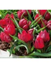 Тюльпан Лиллипут (Tulipa humilis Lilliput)