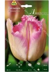 Тюльпан Линжери (Tulipa Lingerie)