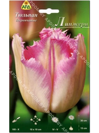 Тюльпан Линжери (Tulipa Lingerie)