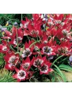 Тюльпан Литл Бьюти (Tulipa hageri Little Beauty)