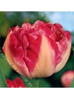 Тюльпан Майвондер (Tulipa Maywonder)