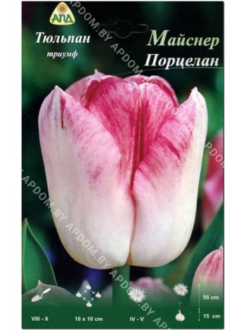 Тюльпан Майснер Порцелан (Tulipa Meissner Porzellan)