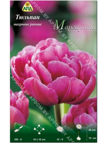 Тюльпан Маргарита (Tulipa Margarita)