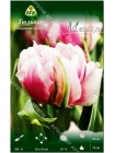Тюльпан Мелроуз (Tulipa Melrose)