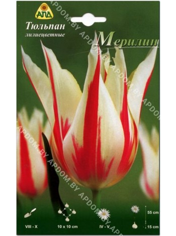 Тюльпан Мерилин (Tulipa Marilyn)