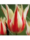 Тюльпан Мерилин (Tulipa Marilyn)