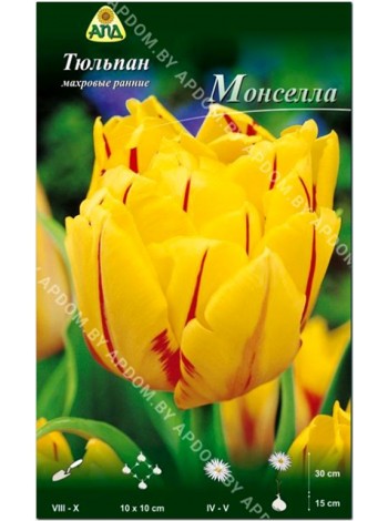 Тюльпан Монселла (Tulipa Monsella)