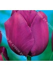 Тюльпан Негрита (Tulipa Negrita)