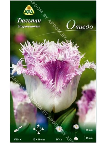 Тюльпан Овиедо (Tulipa Oviedo)