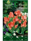 Тюльпан Орандж Торонто (Tulipa Orange Toronto)