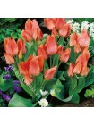Тюльпан Орандж Торонто (Tulipa Orange Toronto)