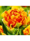 Тюльпан Орка (Tulipa Orca)