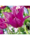 Тюльпан Пепл Дрим (Tulipa Purple Dream)