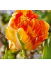 Тюльпан Перрот Кинг (Tulipa Parrot King)