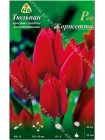 Тюльпан Ред Жоржетта (Tulipa Red Georgetta)