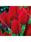 Тюльпан Ред Жоржетта (Tulipa Red Georgetta)