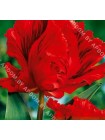 Тюльпан Ред Перрот (Tulipa Red Parrot)