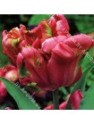 Тюльпан Рэй (Tulipa Rai)