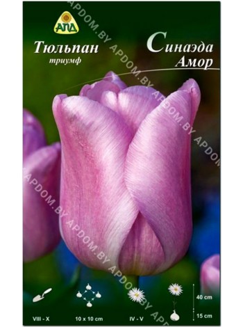 Тюльпан Синаэда Амор (Tulipa Synaeda Amor)
