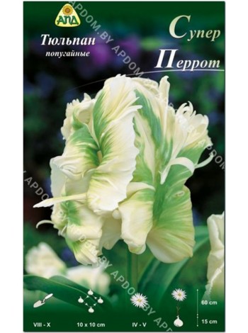 Тюльпан Супер Перрот (Tulipa Super Parrot)