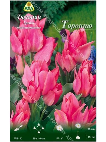 Тюльпан Торонто (Tulipa Toronto)