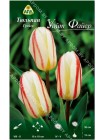 Тюльпан Уайт Файер (Tulipa White Fire)