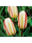 Тюльпан Уайт Файер (Tulipa White Fire)