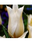Тюльпан Уайт Элеганс (Tulipa White Eleganse)