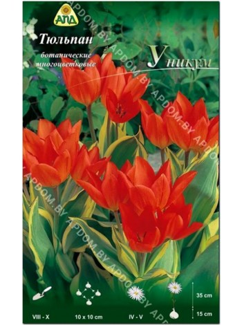 Тюльпан Уникум (Tulipa praestans Unicum)