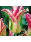 Тюльпан Флороза (Tulipa Florosa)