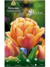 Тюльпан Фримэн (Tulipa Freeman)
