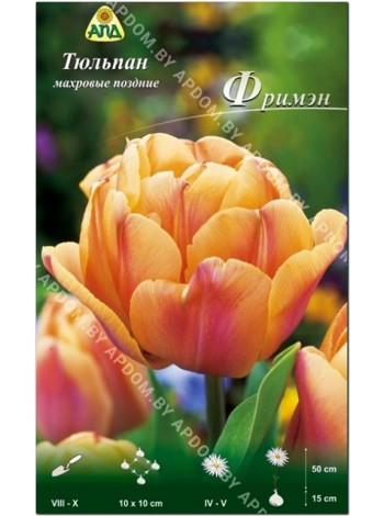 Тюльпан Фримэн (Tulipa Freeman)