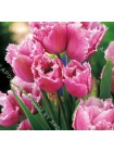 Тюльпан Фринджит Фэмили (Tulipa Fringed Family)