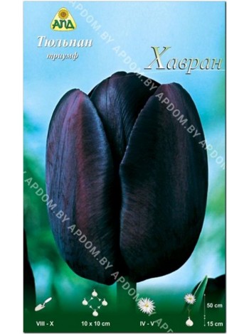Тюльпан Хавран (Tulipa Havran)