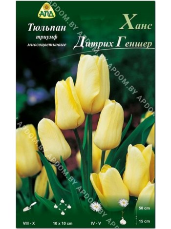 Тюльпан Ханс Дитрих Геншер (Tulipa Hans Dietrich Genscher)