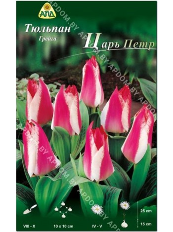 Тюльпан Царь Петр (Tulipa Czaar Peter)