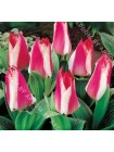 Тюльпан Царь Петр (Tulipa Czaar Peter)