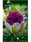 Тюльпан Экскисит (Tulipa Exquisit)