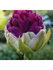 Тюльпан Экскисит (Tulipa Exquisit)
