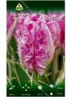 Тюльпан Эльсенбург (Tulipa Elsenburg)