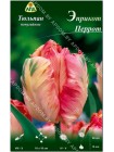 Тюльпан Эприкот Перрот (Tulipa Apricot Parrot)