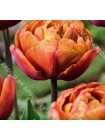 Тюльпан Брауни (Tulipa Brownie)