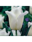 Тюльпан Эграсс Уайт (Tulipa Agrass White)